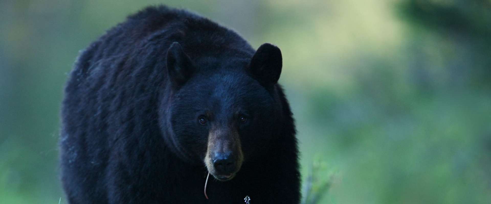 bear.jpeg
