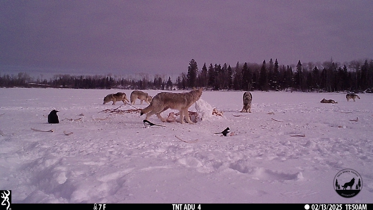 Trail Camera Pictures