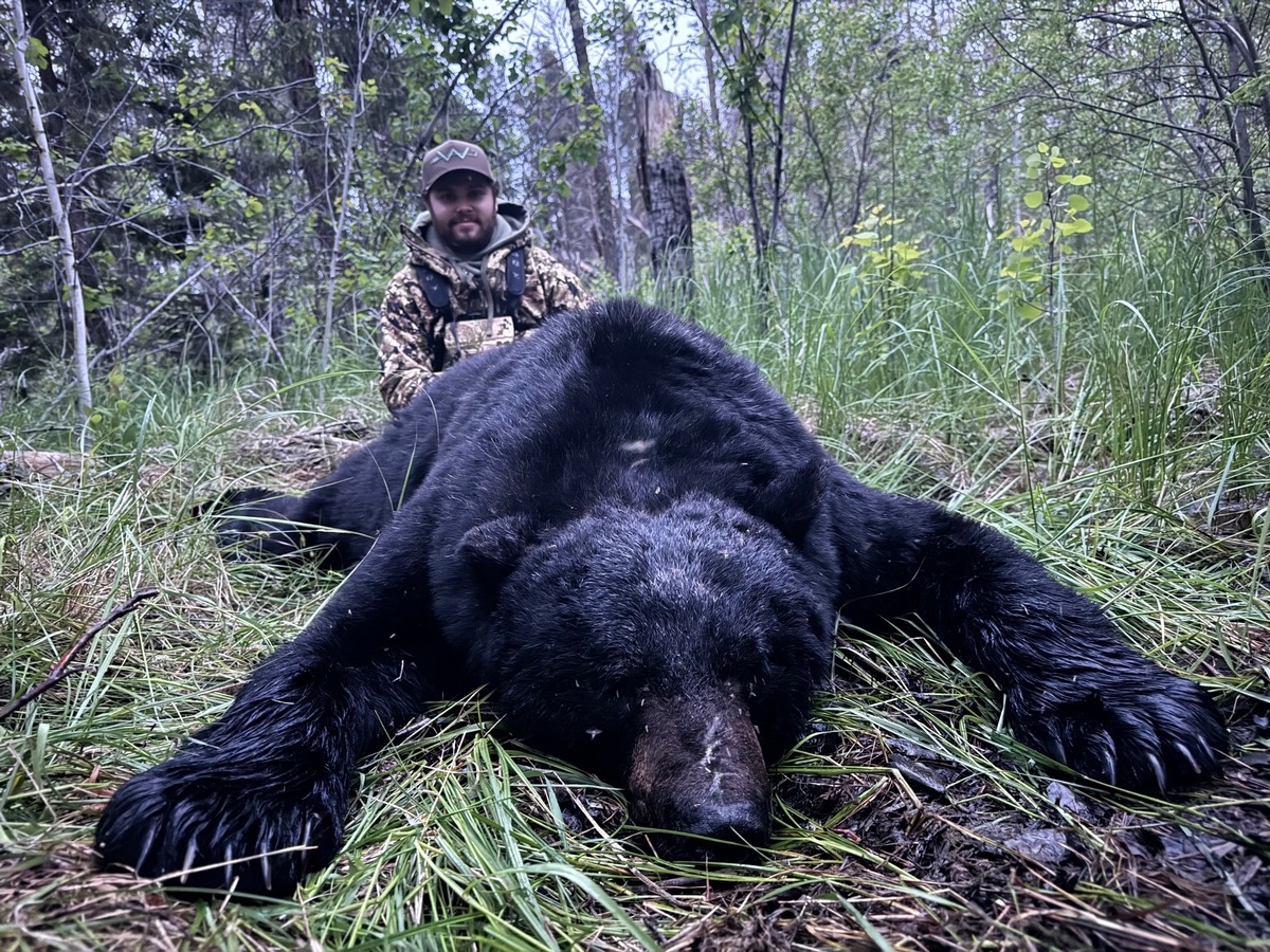 World Class Spring & Falls Black Bear Hunts World Class Spring & Falls Black Bear Hunts