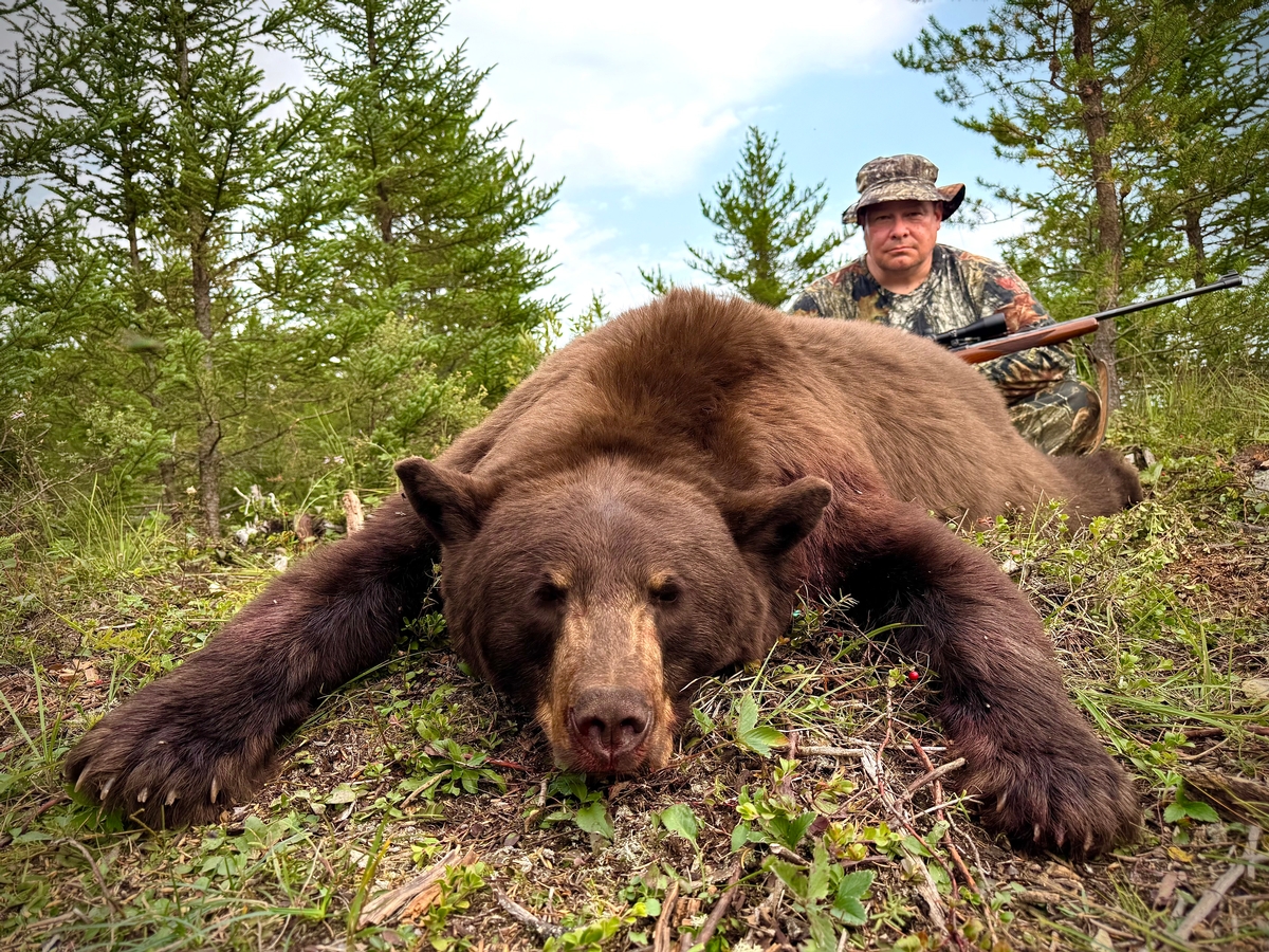 Black Bear Taxidermy Options
