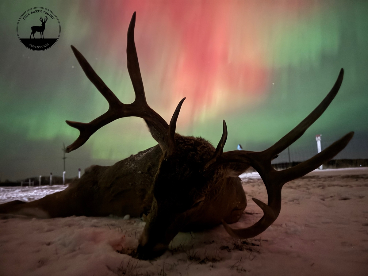 Northern Lights deer
