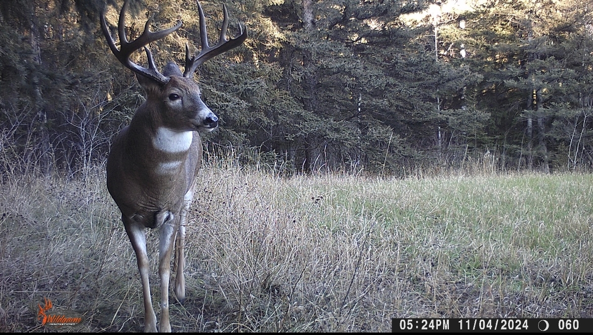 Trail Camera Pictures