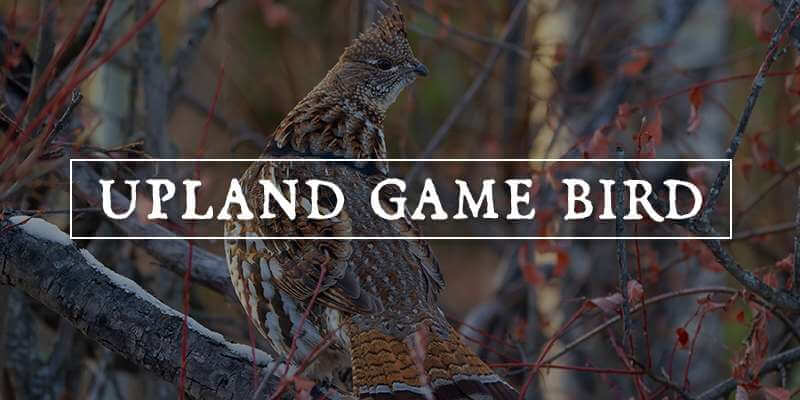 Upland Game Bird Hunting Upland Game Bird Hunting