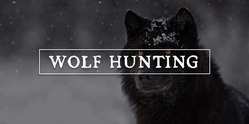 Wolf Hunting Wolf Hunting