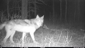 Wolf Trail Camera