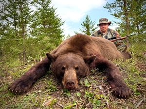 Black Bear Photos