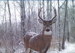 Trail Camera Whitetail